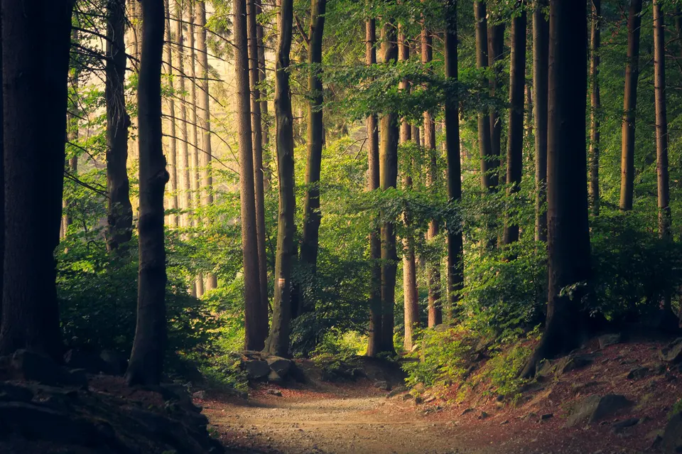 A path disappearing into a sunlit woodland